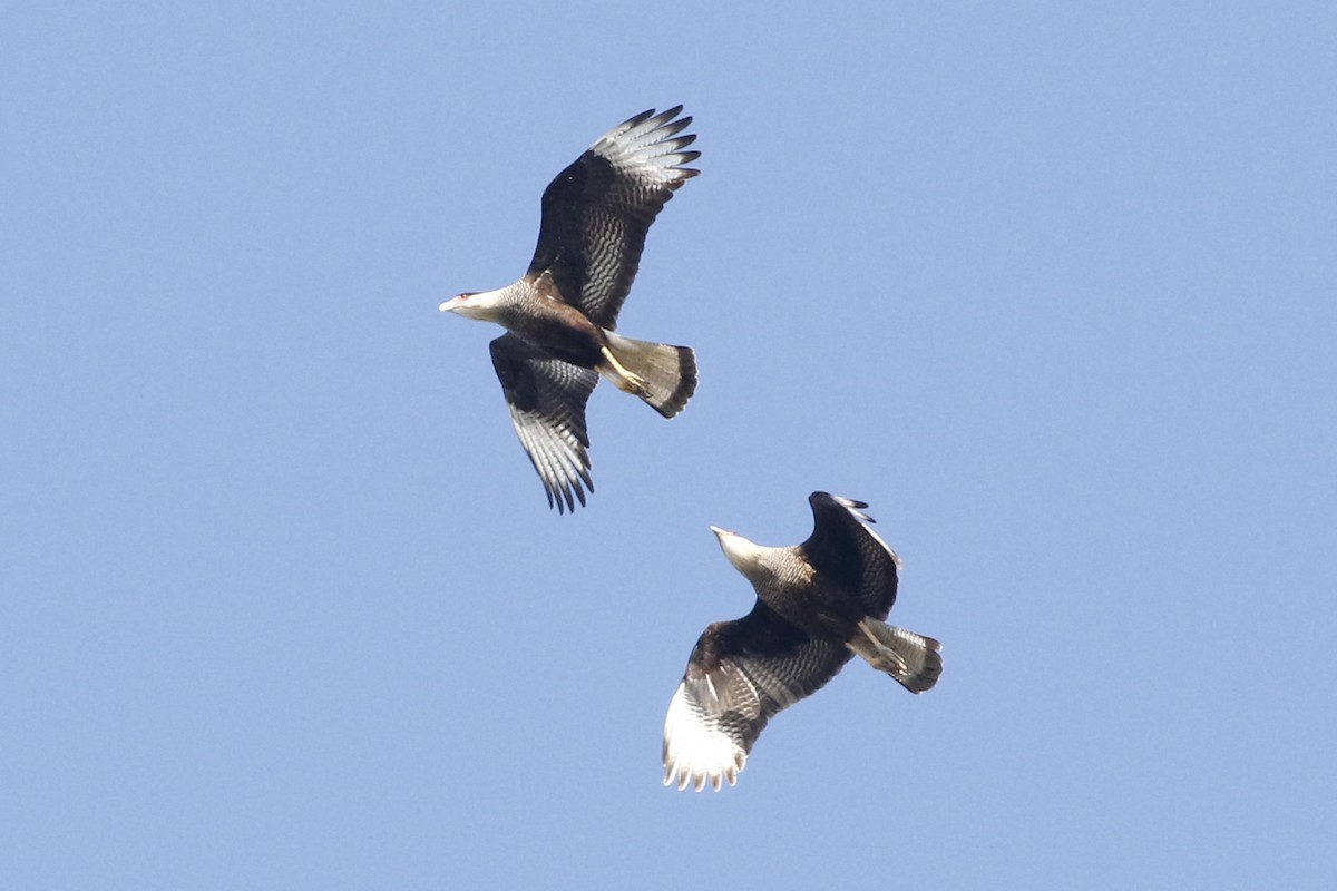 Crested Caracara - ML639304858