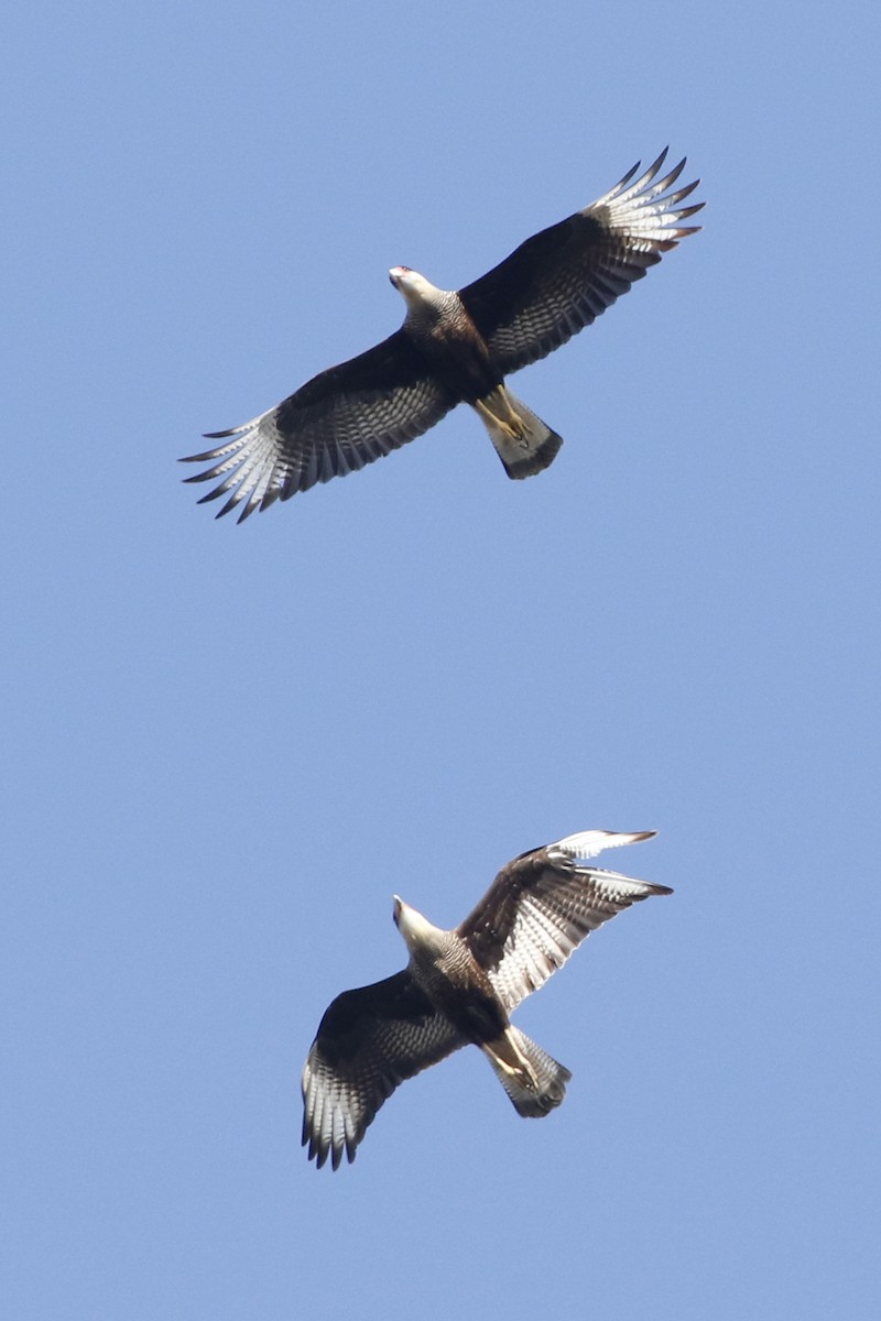 Crested Caracara - ML639304859