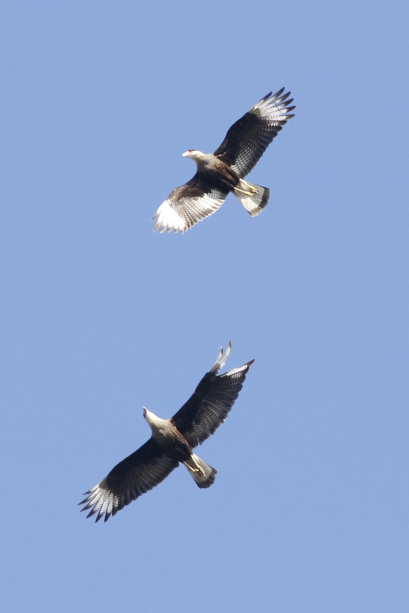 Crested Caracara - ML639304860