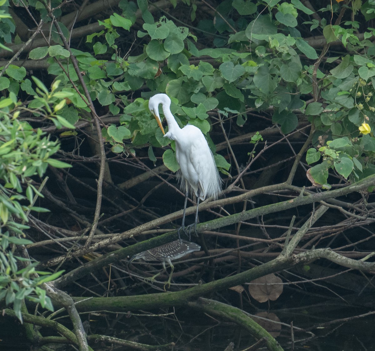 Great Egret - ML639304874