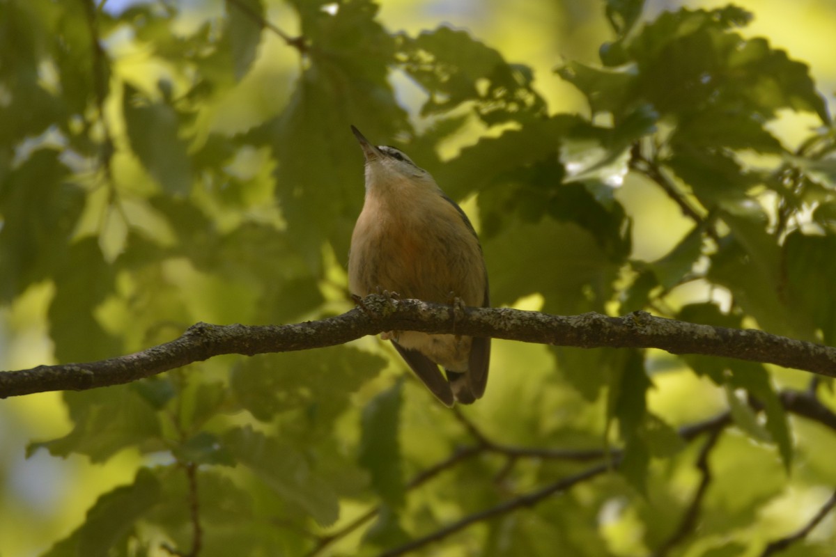 Algerian Nuthatch - ML639304878