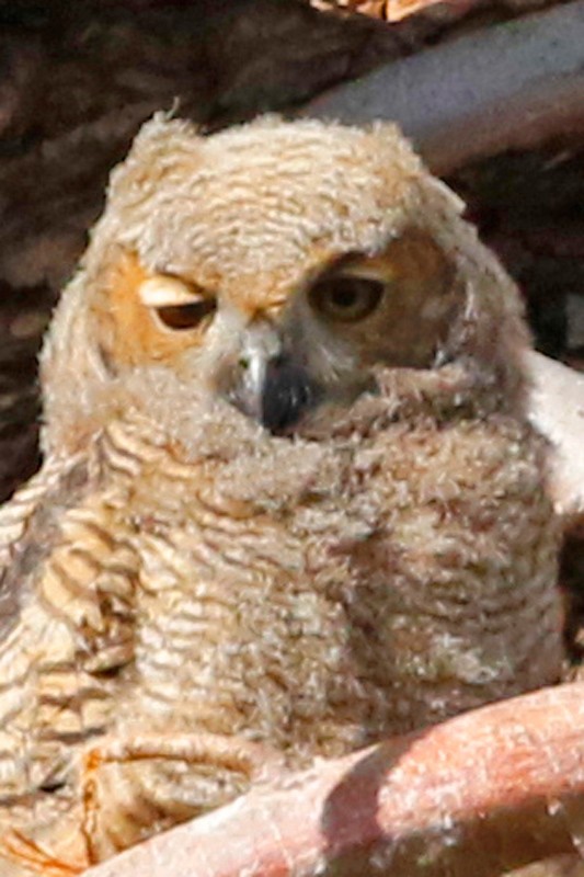 Great Horned Owl - ML639304901