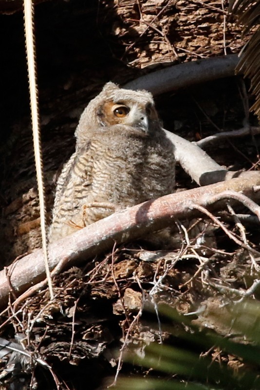 Great Horned Owl - ML639304902