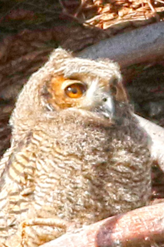 Great Horned Owl - ML639304903