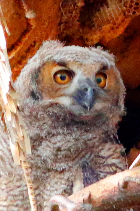 Great Horned Owl - ML639304904