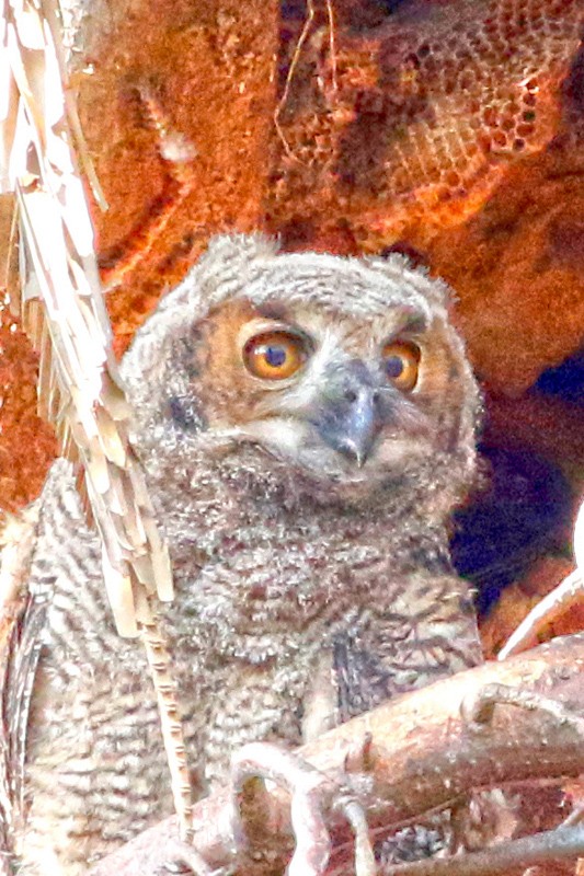 Great Horned Owl - ML639304906