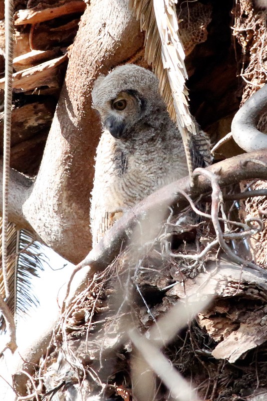 Great Horned Owl - ML639304907
