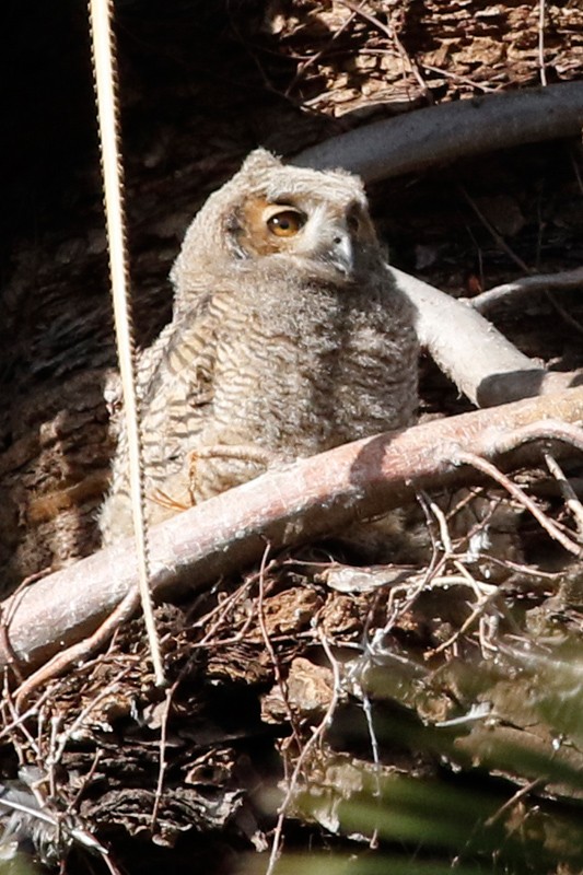 Great Horned Owl - ML639304908