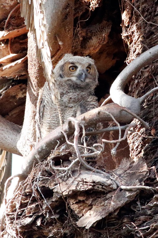 Great Horned Owl - ML639304909