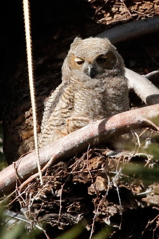 Great Horned Owl - ML639304910