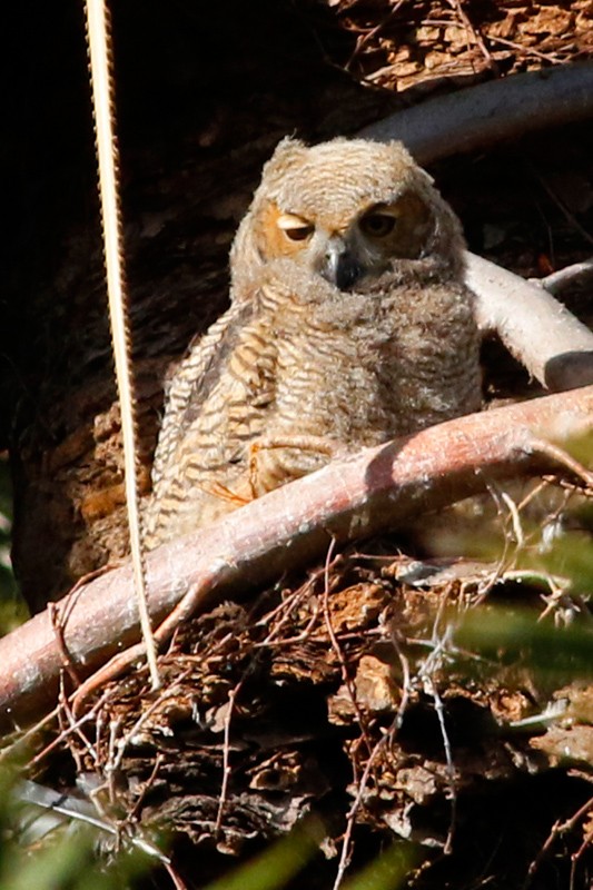 Great Horned Owl - ML639304911