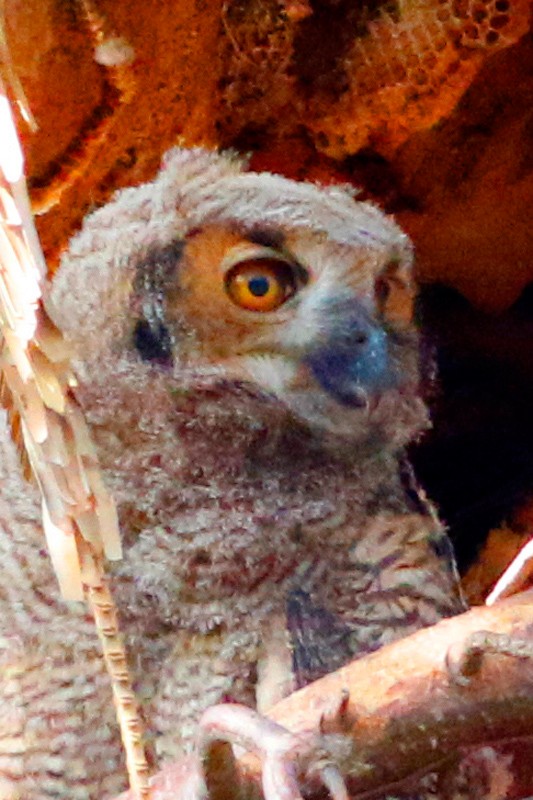 Great Horned Owl - ML639304912