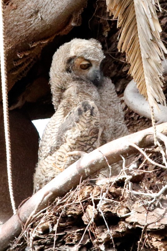 Great Horned Owl - ML639304913