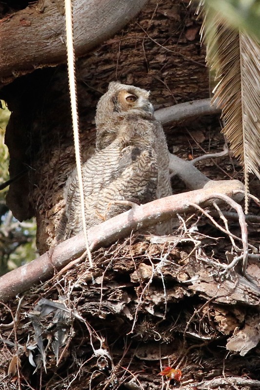 Great Horned Owl - ML639304914