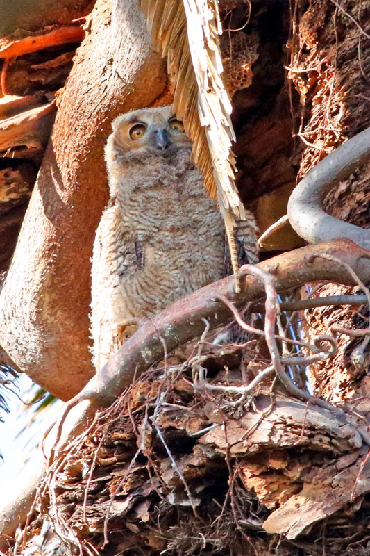 Great Horned Owl - ML639304915