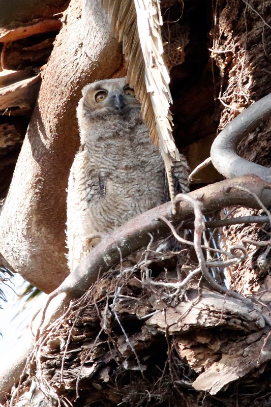 Great Horned Owl - ML639304916