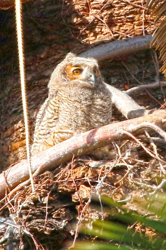 Great Horned Owl - ML639304917
