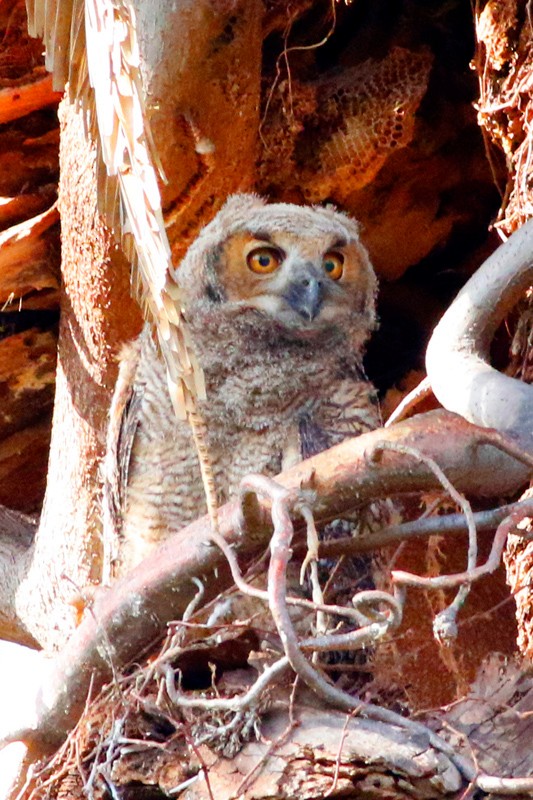 Great Horned Owl - ML639304918