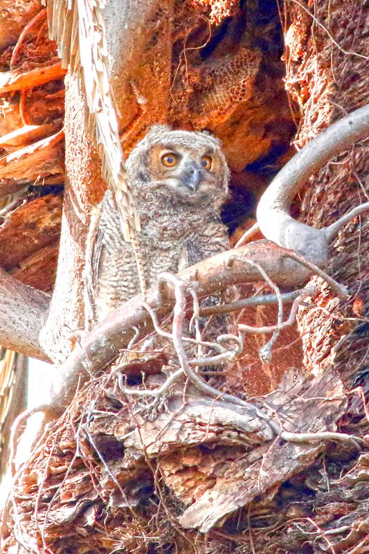 Great Horned Owl - ML639304919