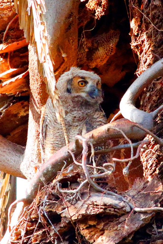 Great Horned Owl - ML639304920