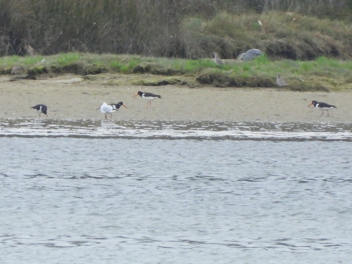 Eurasian Oystercatcher - ML639304923