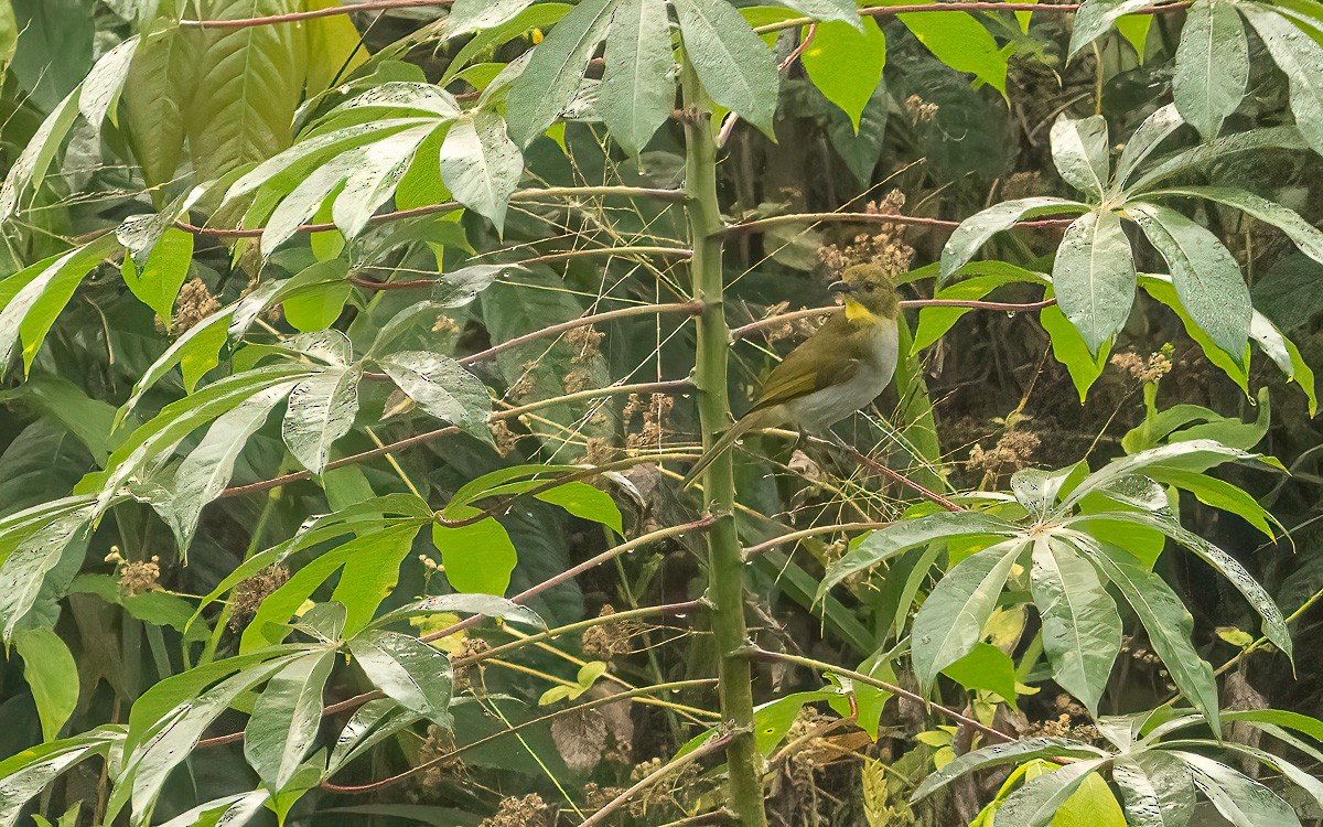 Yellow-necked Greenbul - ML639304956
