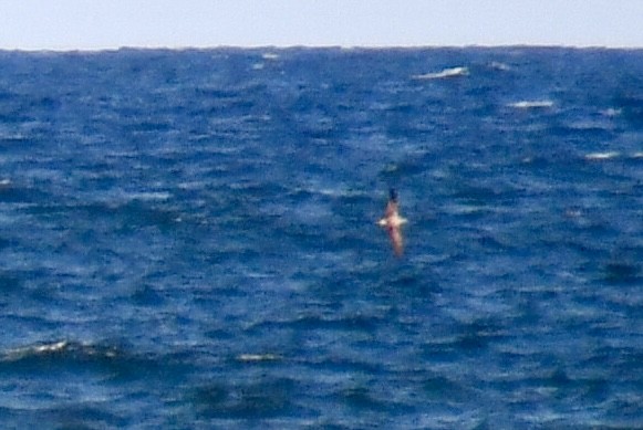 Cory's/Scopoli's/Great Shearwater - ML639304957
