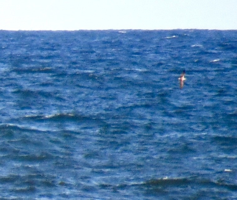 Cory's/Scopoli's/Great Shearwater - ML639304958