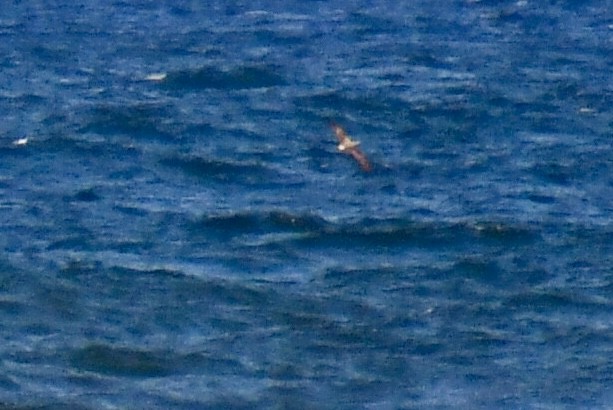 Cory's/Scopoli's/Great Shearwater - ML639304959