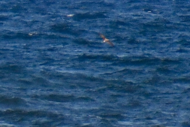 Cory's/Scopoli's/Great Shearwater - ML639304960