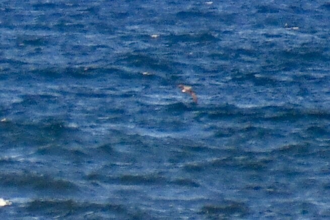 Cory's/Scopoli's/Great Shearwater - ML639304961