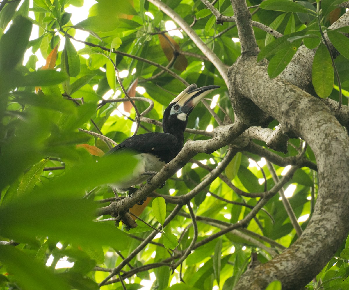 Oriental Pied-Hornbill - ML639304975