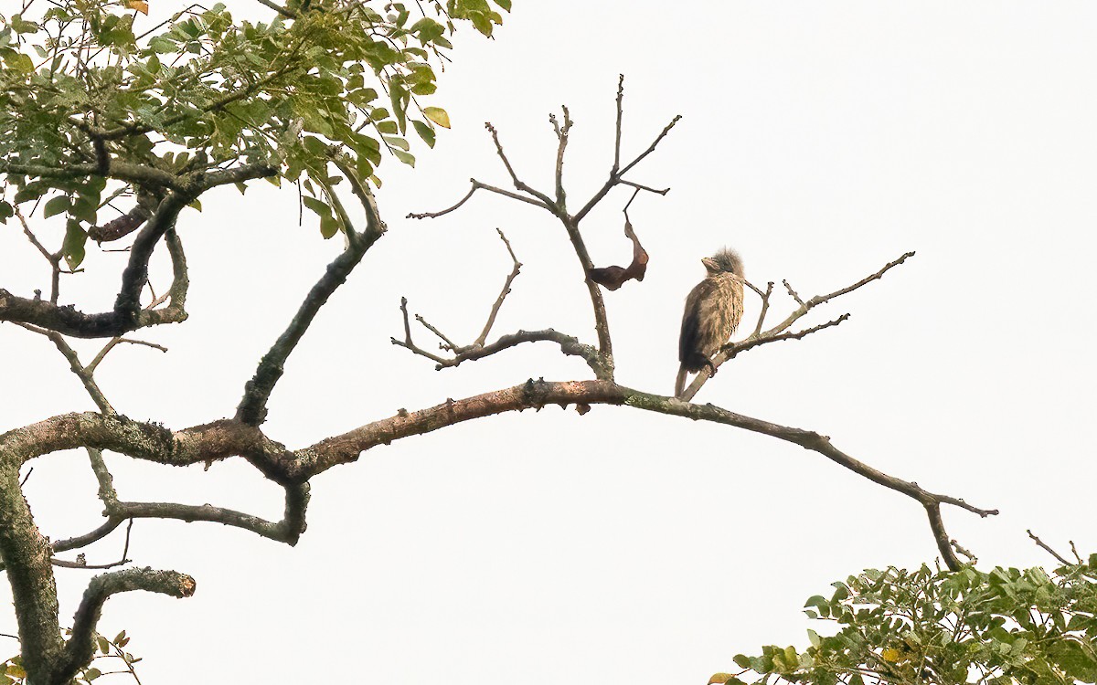 Naked-faced Barbet - ML639304983
