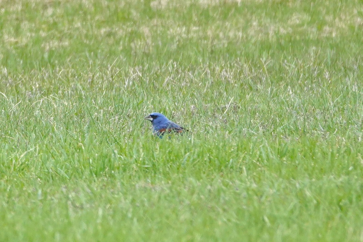 Guiraca bleu - ML639305004