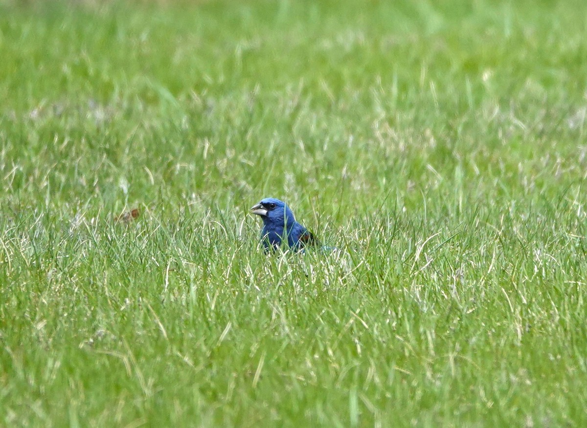 Guiraca bleu - ML639305005