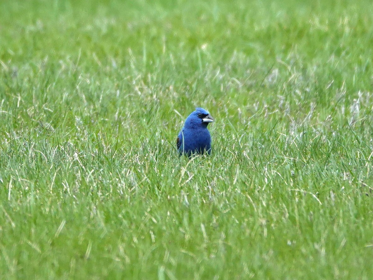 Guiraca bleu - ML639305006