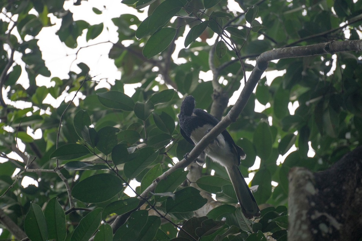 Oriental Pied-Hornbill - ML639305012