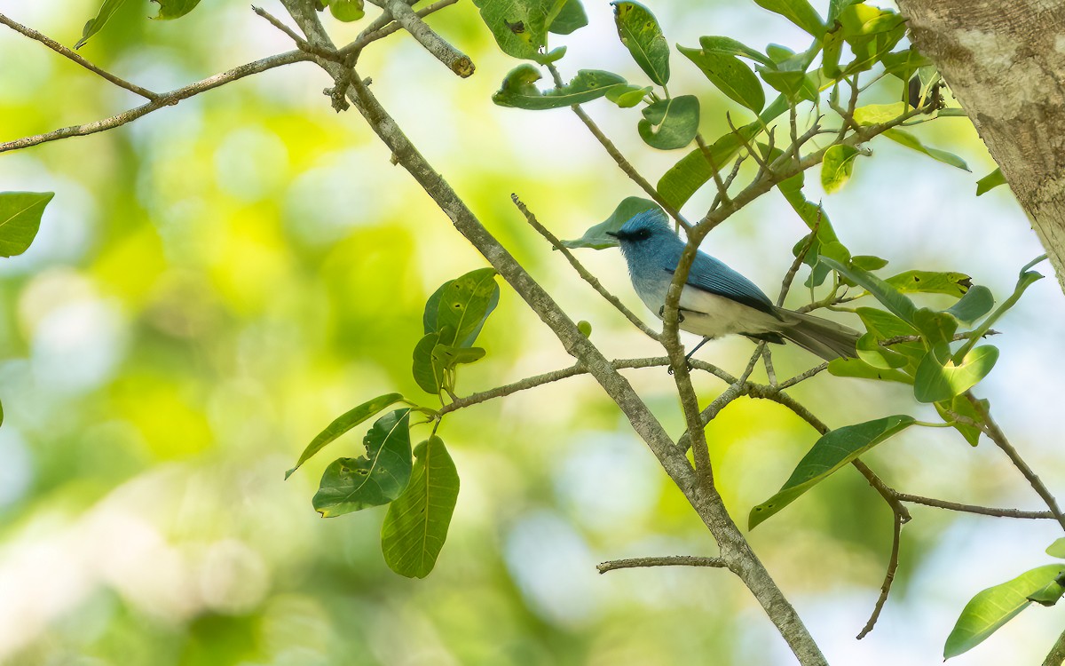African Blue Flycatcher - ML639305015