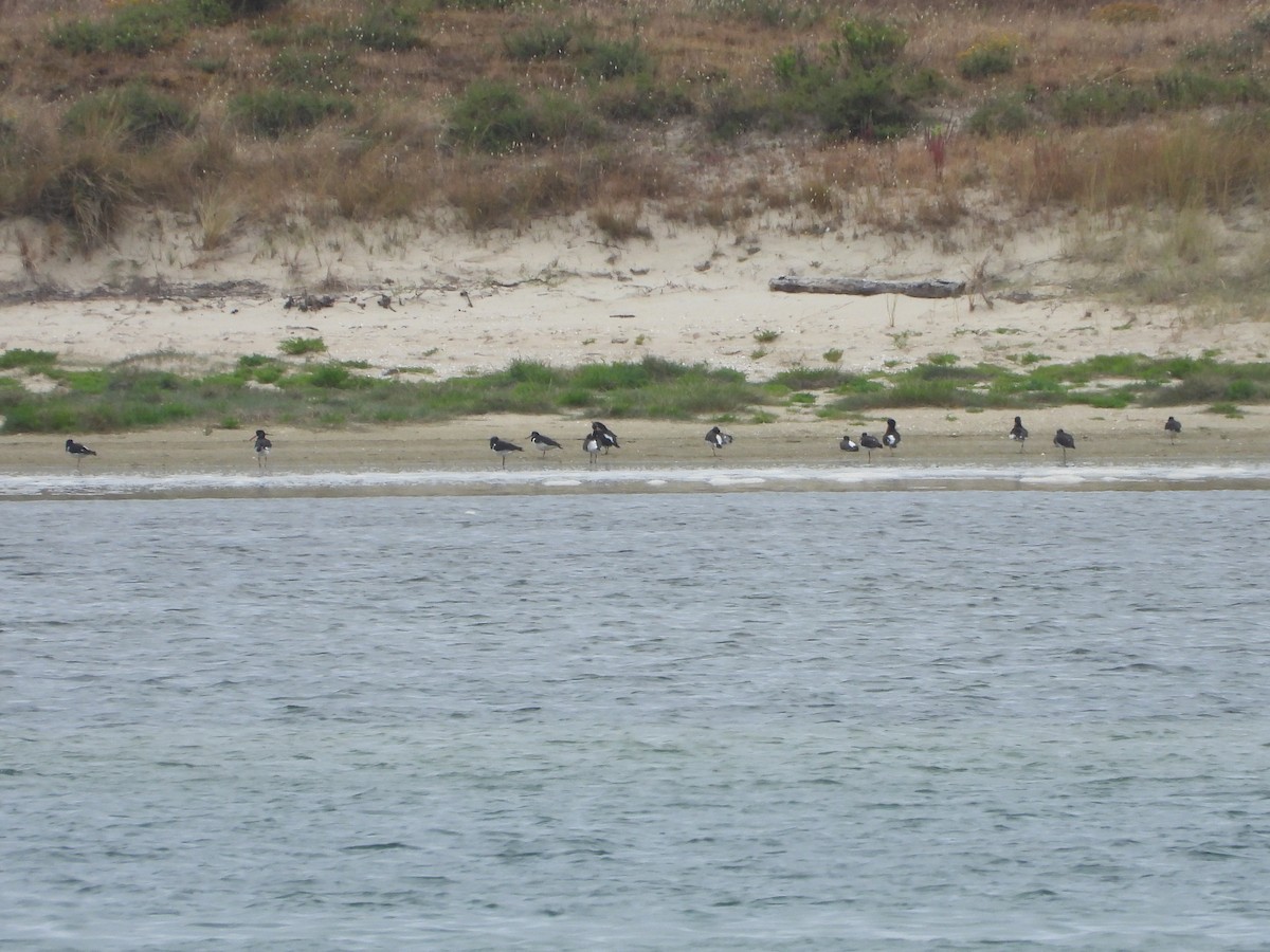 Eurasian Oystercatcher - ML639305018