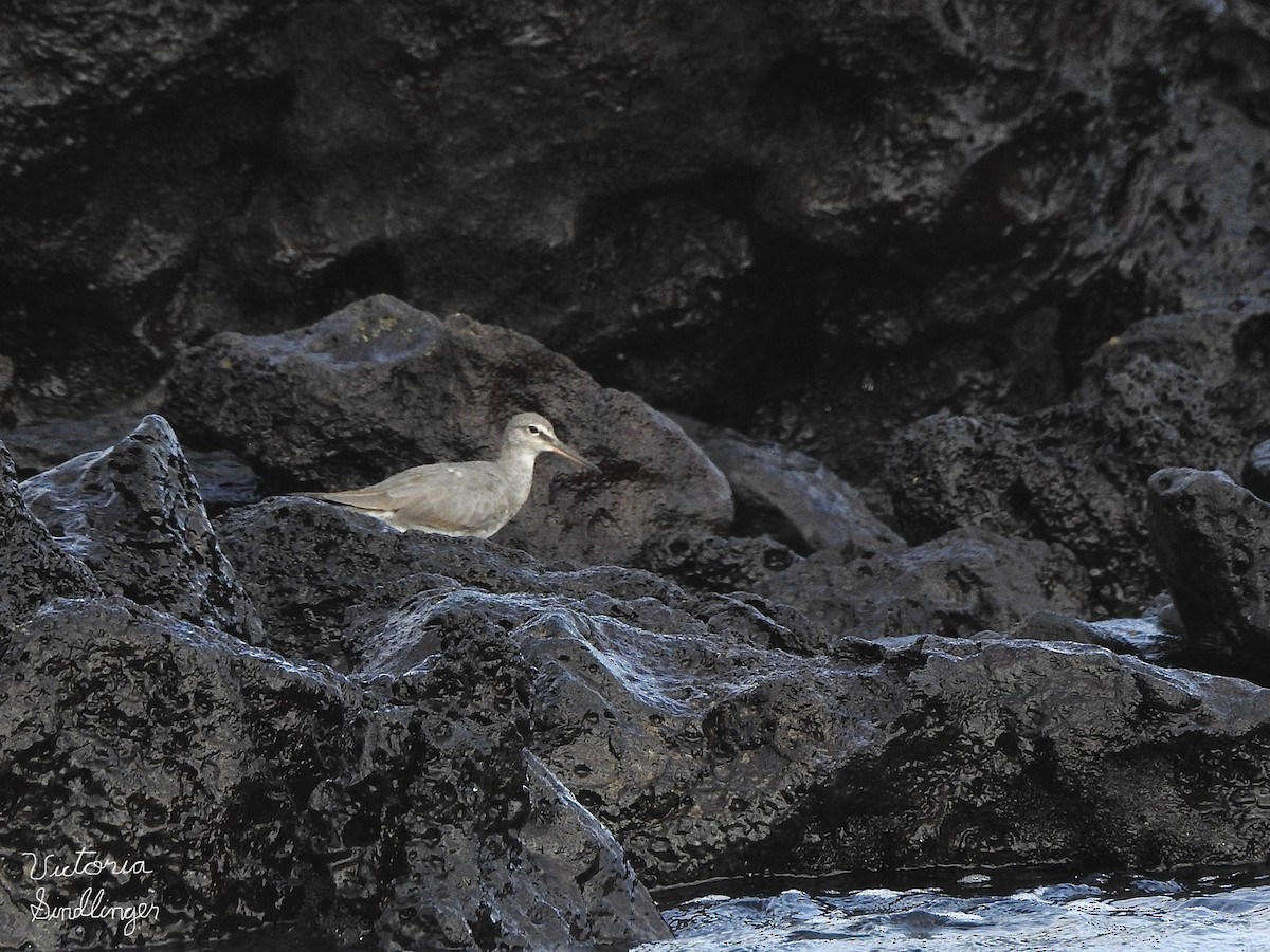 Wandering Tattler - ML639305083