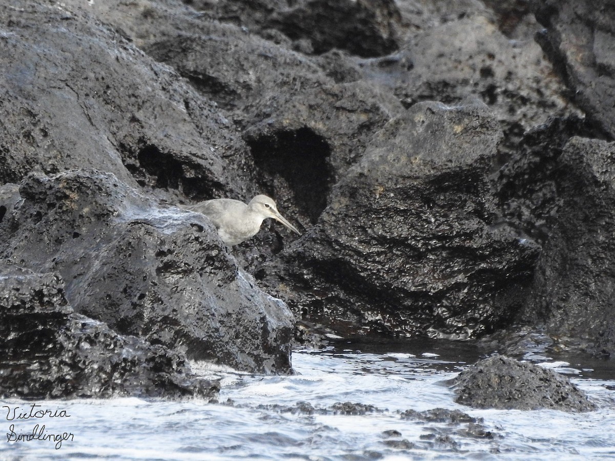 Wandering Tattler - ML639305084