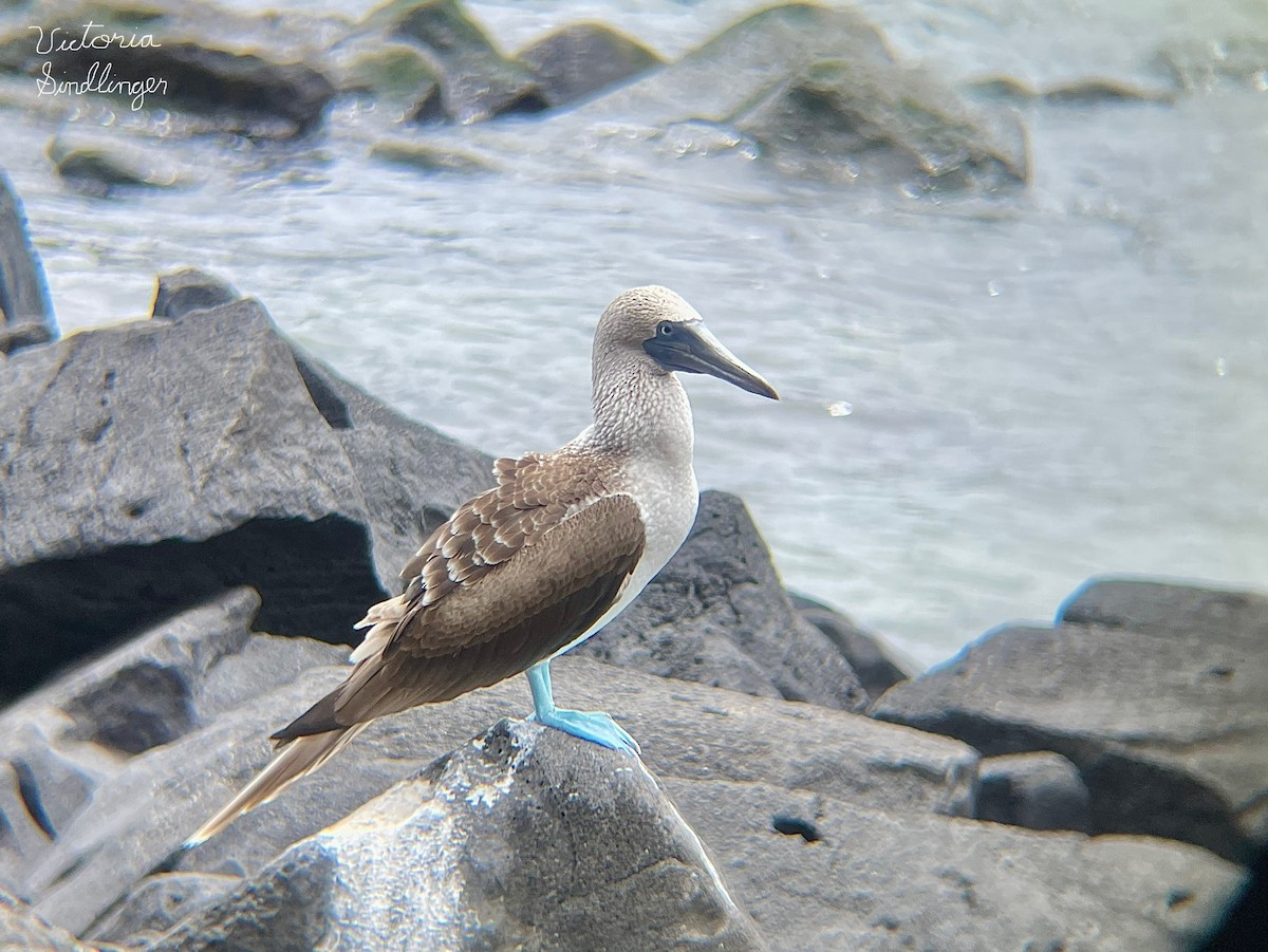 Blue-footed Booby - ML639305114