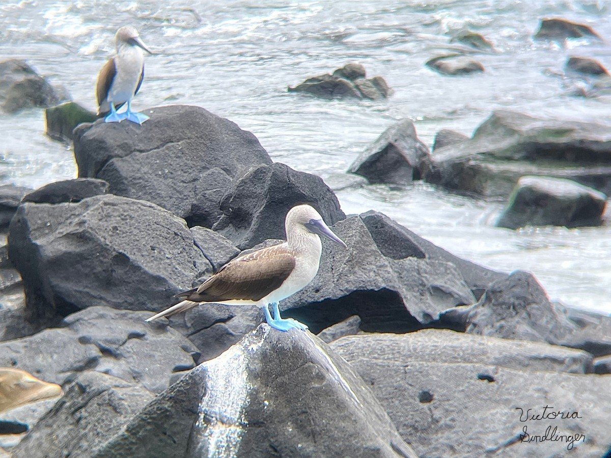 Blue-footed Booby - ML639305115