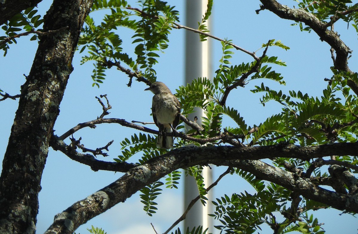 Northern Mockingbird - ML639305163