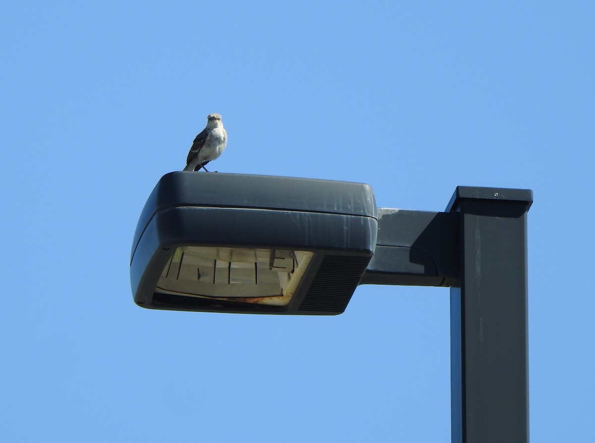Northern Mockingbird - ML639305207