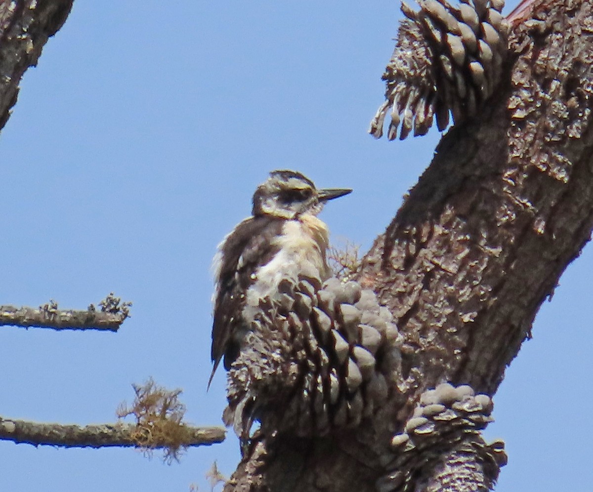 Hairy Woodpecker - ML639305261