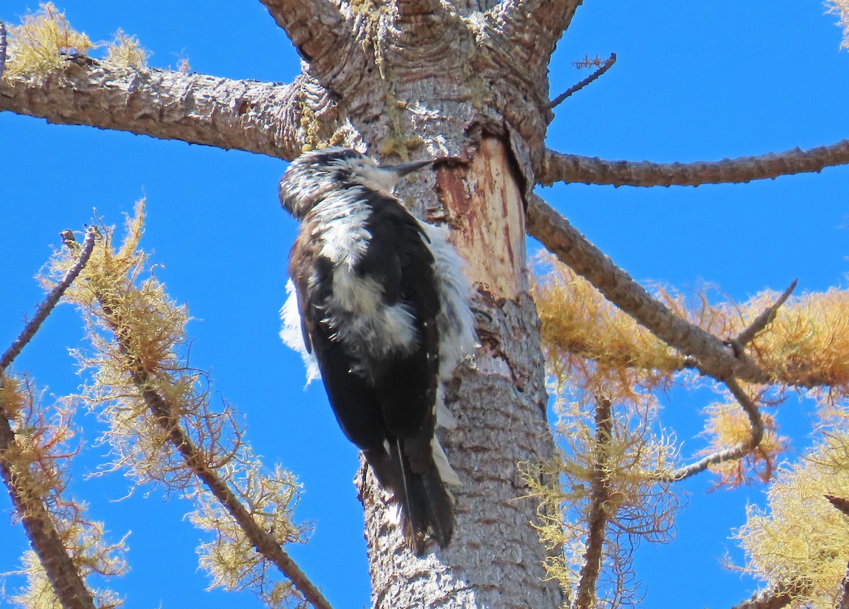 Hairy Woodpecker - ML639305273