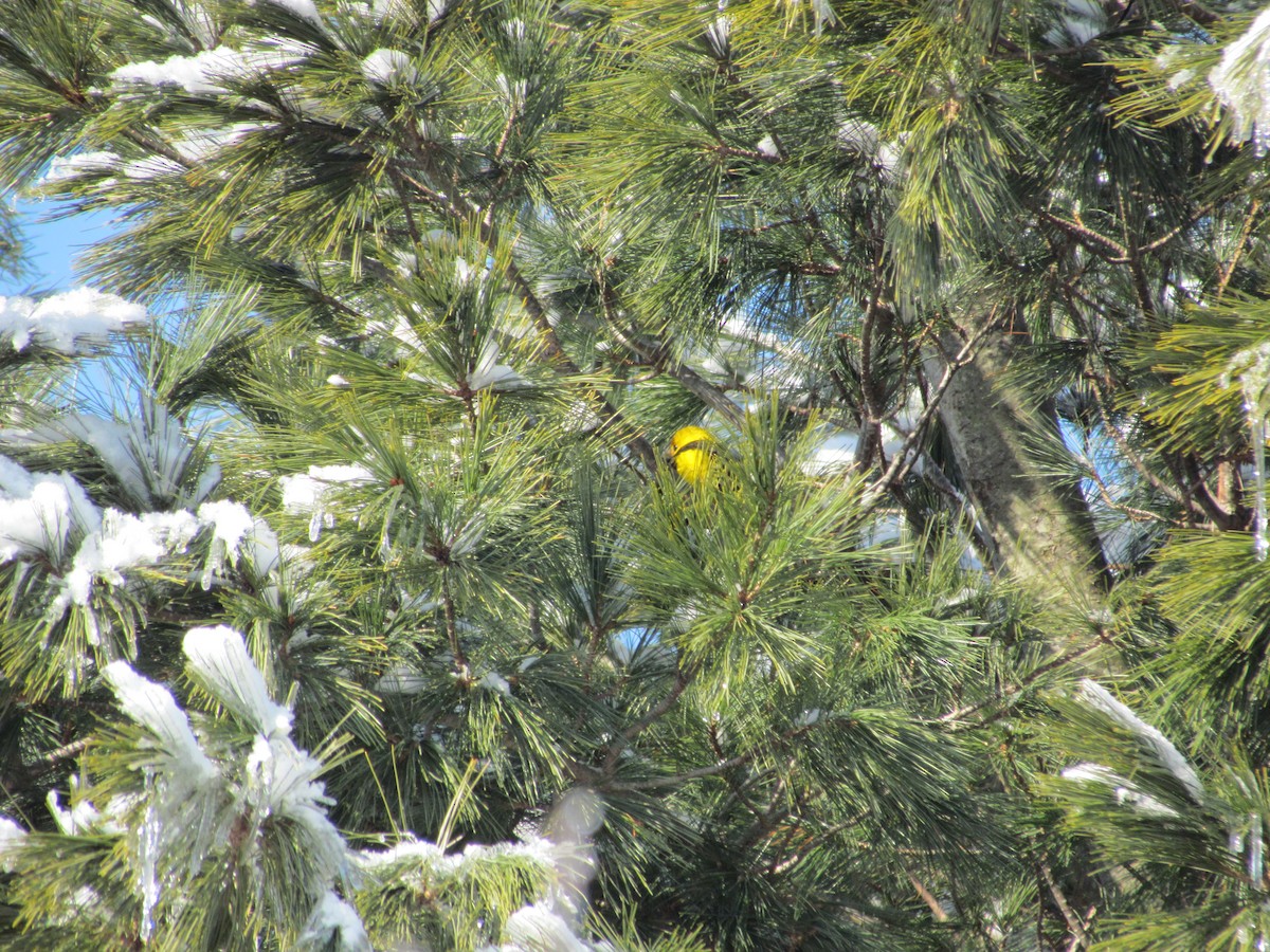 Western Tanager - ML639305399