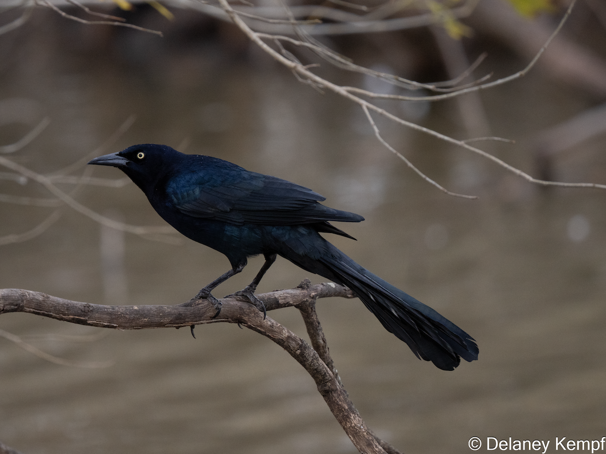 Great-tailed Grackle - ML639305400