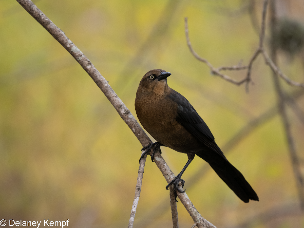 Great-tailed Grackle - ML639305401